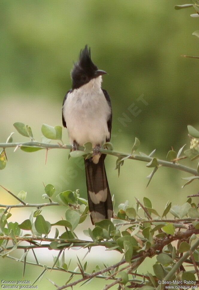 Jacobin Cuckoo