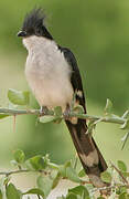 Jacobin Cuckoo