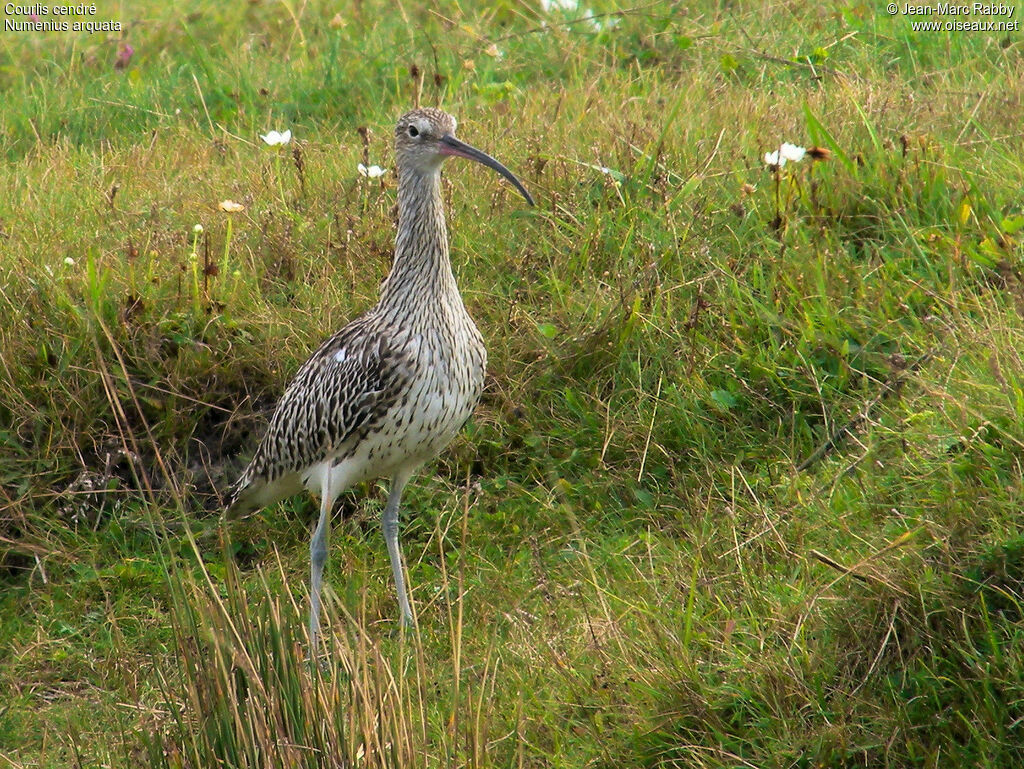 Courlis cendré, identification