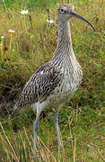 Eurasian Curlew