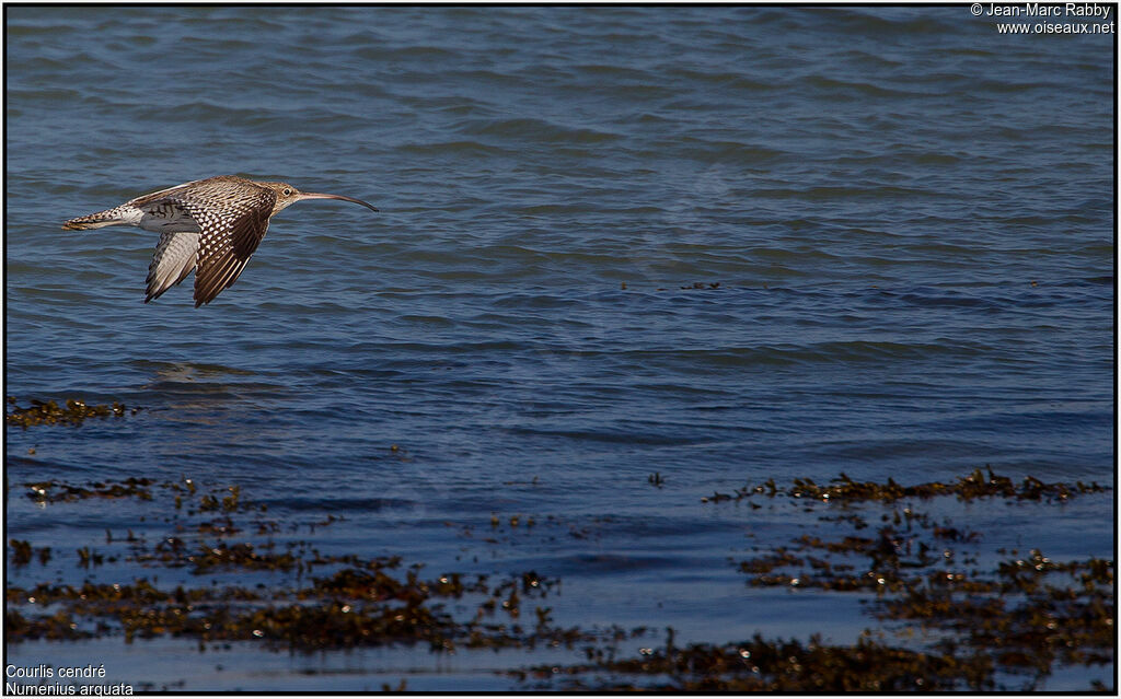 Eurasian Curlew, Flight