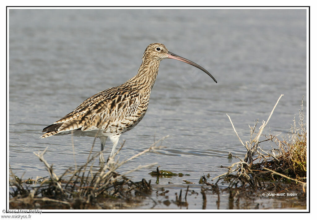 Courlis cendré, identification