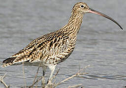 Eurasian Curlew