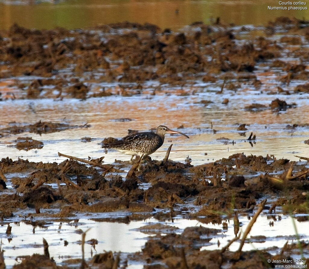 Whimbrel