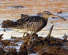 Eurasian Whimbrel