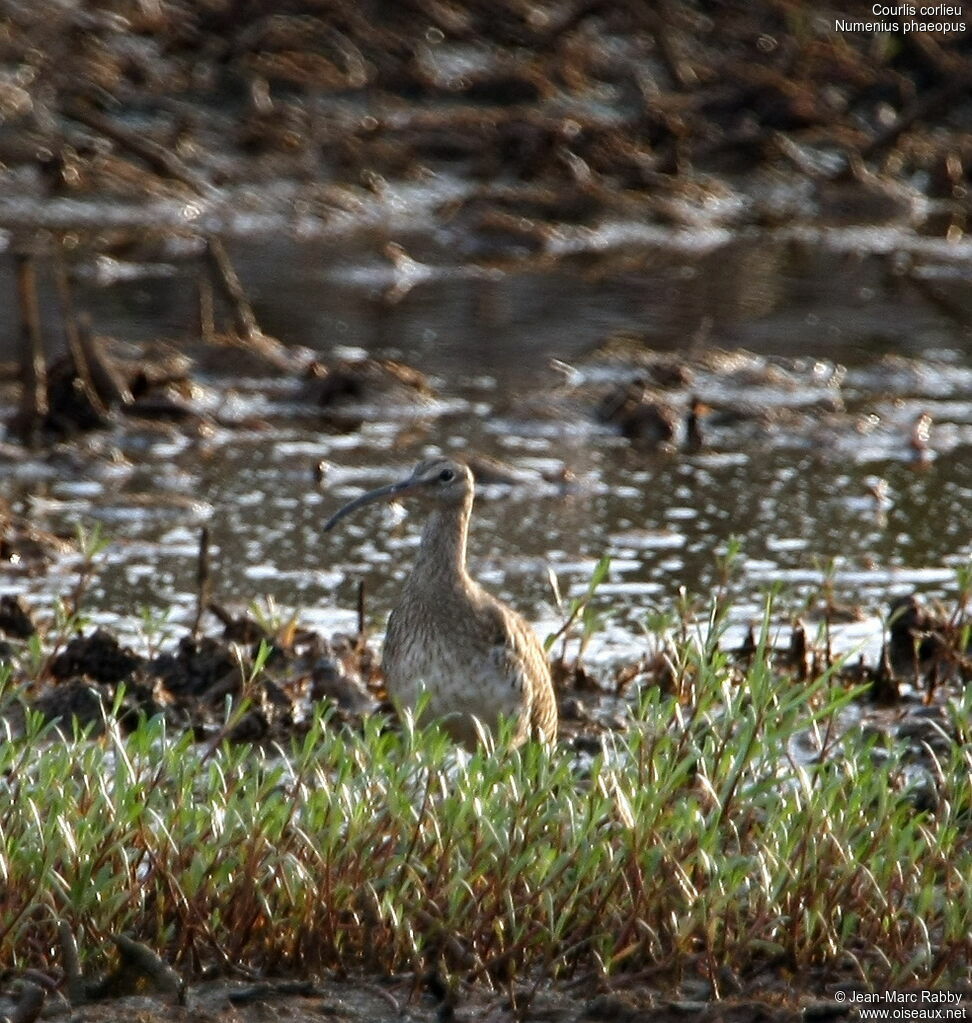 Whimbrel