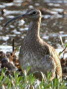 Eurasian Whimbrel