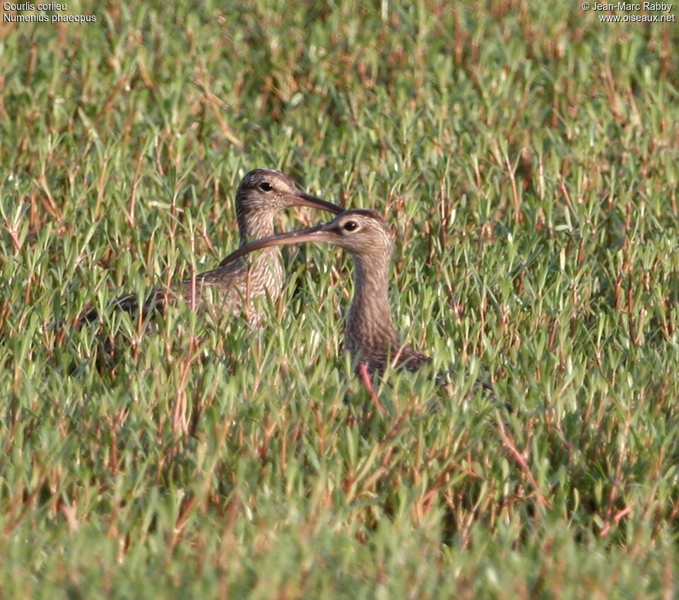 Whimbrel 