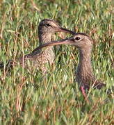 Eurasian Whimbrel