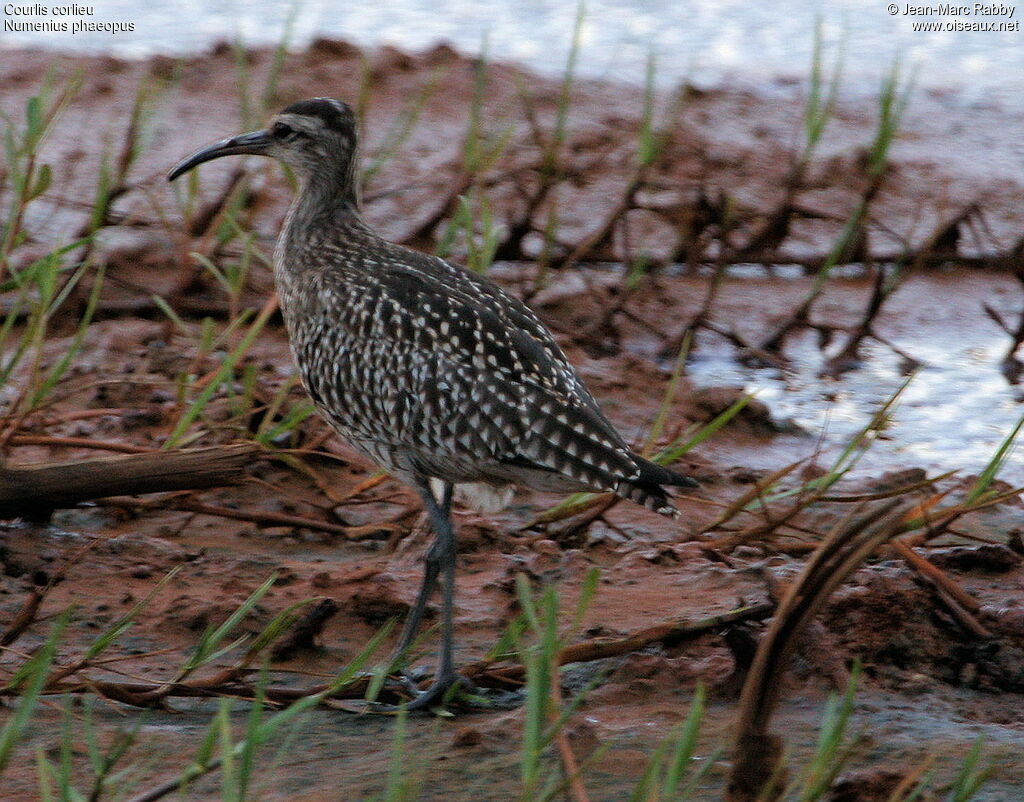 Whimbrel