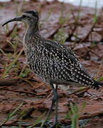 Eurasian Whimbrel