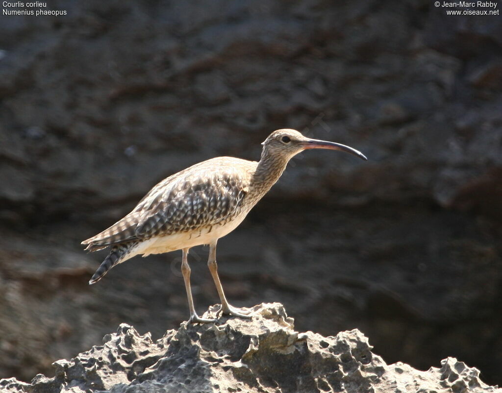 Whimbrel