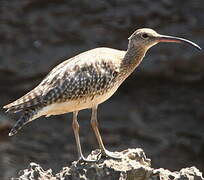 Eurasian Whimbrel