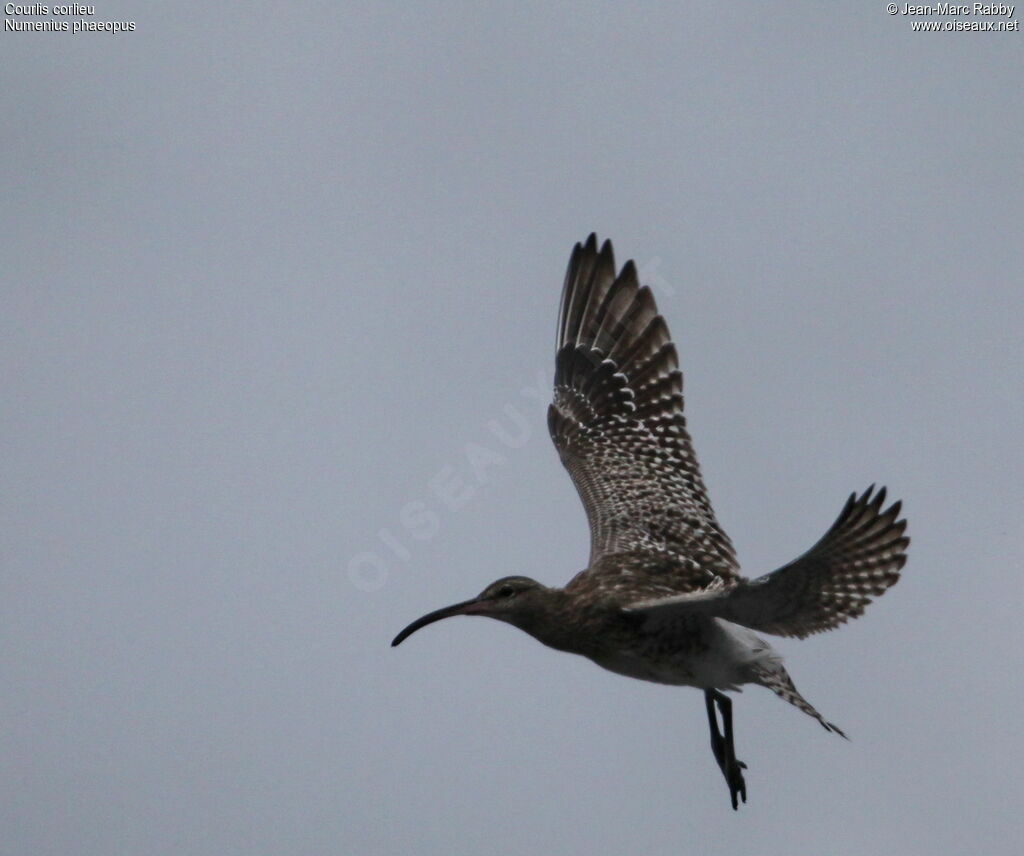 Eurasian Whimbrel, Flight