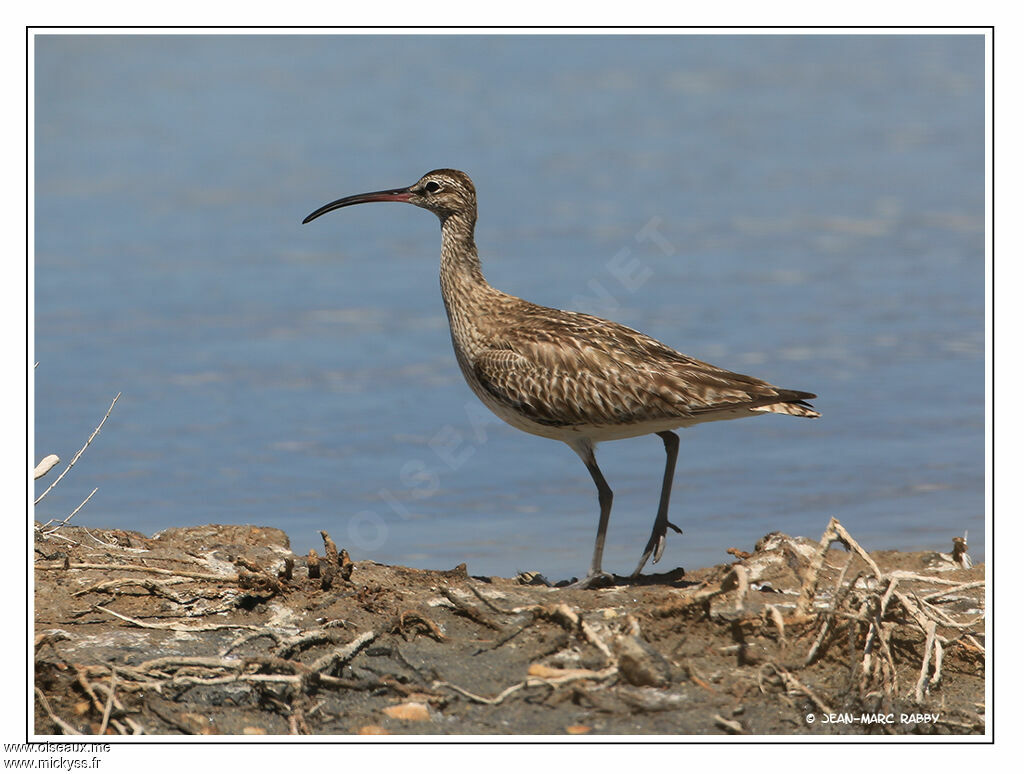 Eurasian Whimbrel, identification