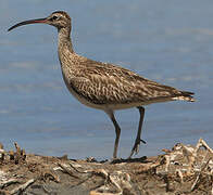 Eurasian Whimbrel