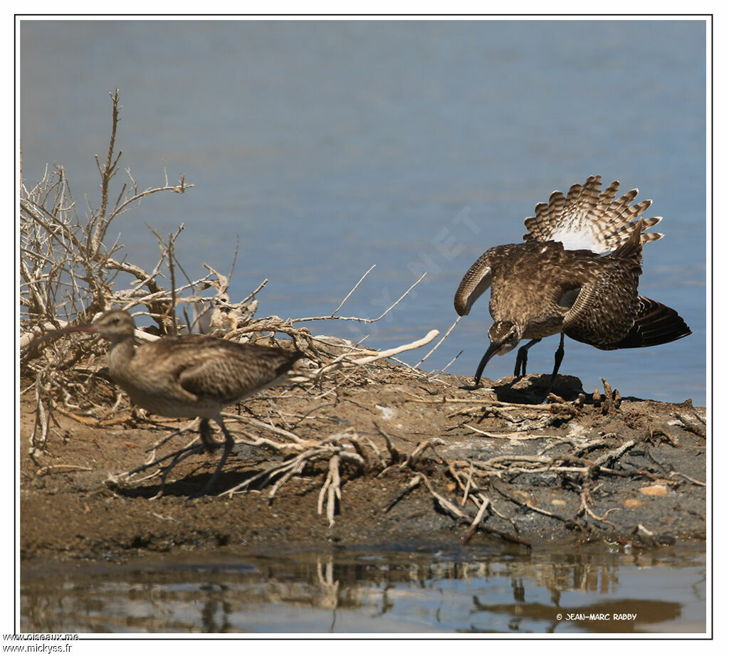 Whimbrel, identification