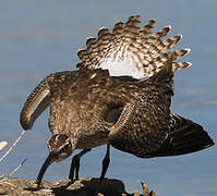 Eurasian Whimbrel