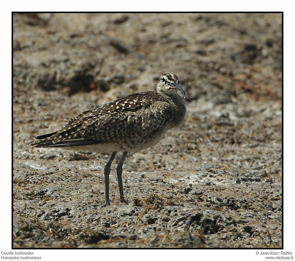 Hudsonian Whimbrel, identification