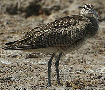 Hudsonian Whimbrel