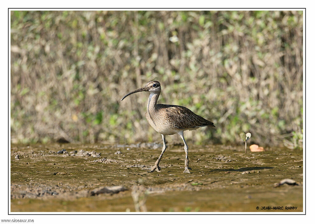 Courlis hudsonien, identification