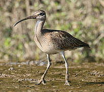 Hudsonian Whimbrel