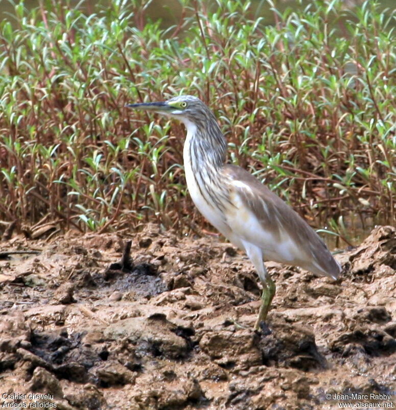 Crabier chevelu