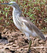 Crabier chevelu