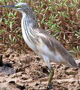 Squacco Heron