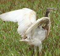 Squacco Heron