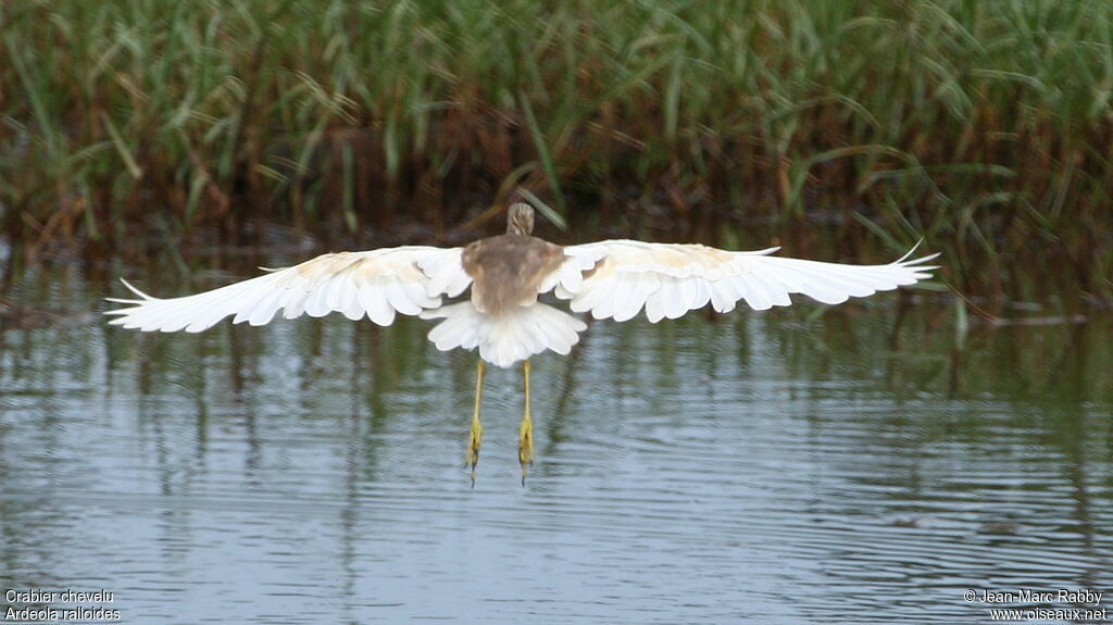 Squacco Heron