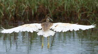 Squacco Heron