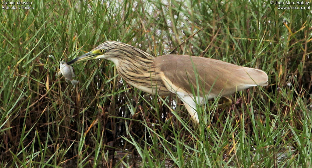 Crabier chevelu, identification