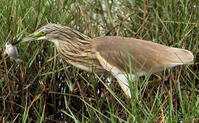 Squacco Heron