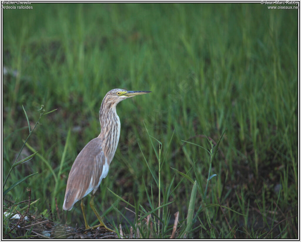 Squacco Heron