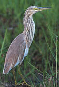 Squacco Heron