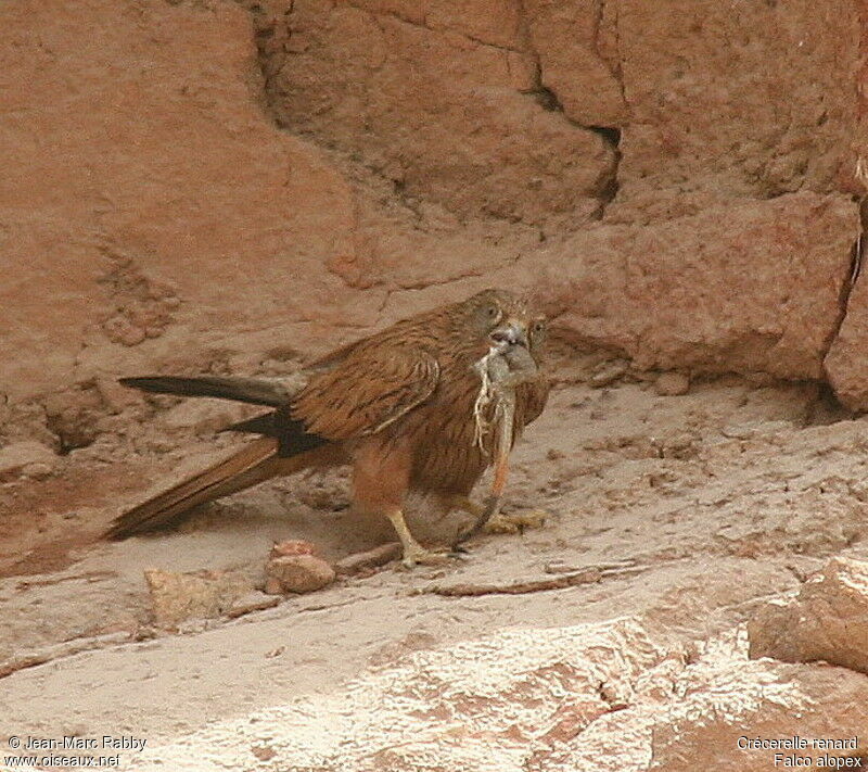 Fox Kestrel