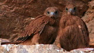 Fox Kestrel