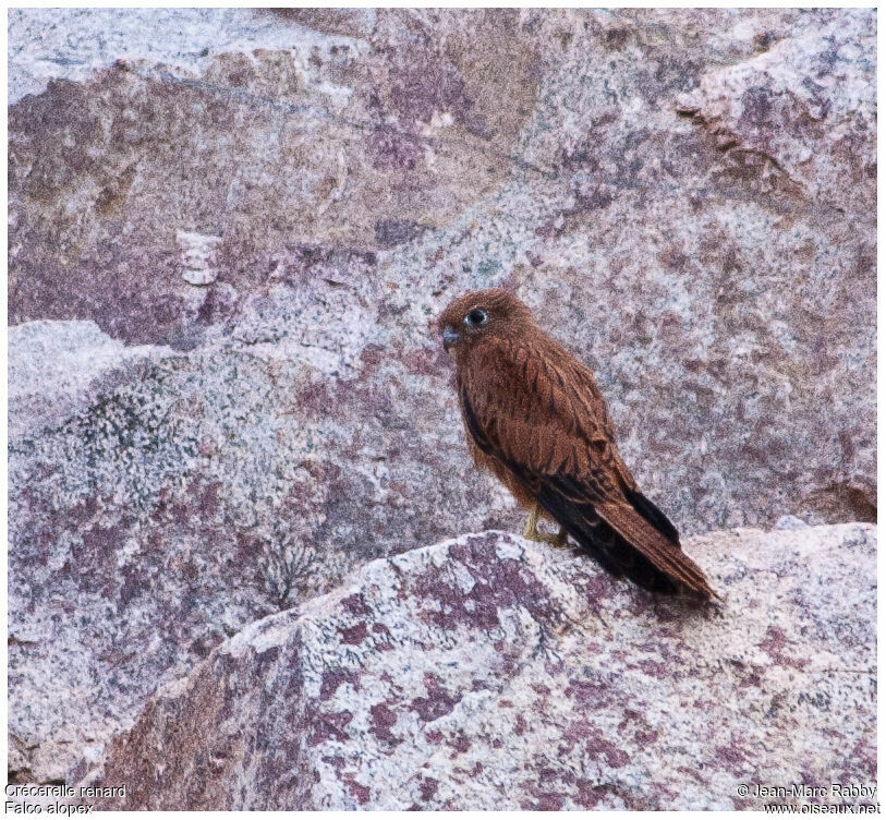 Crécerelle renard, identification