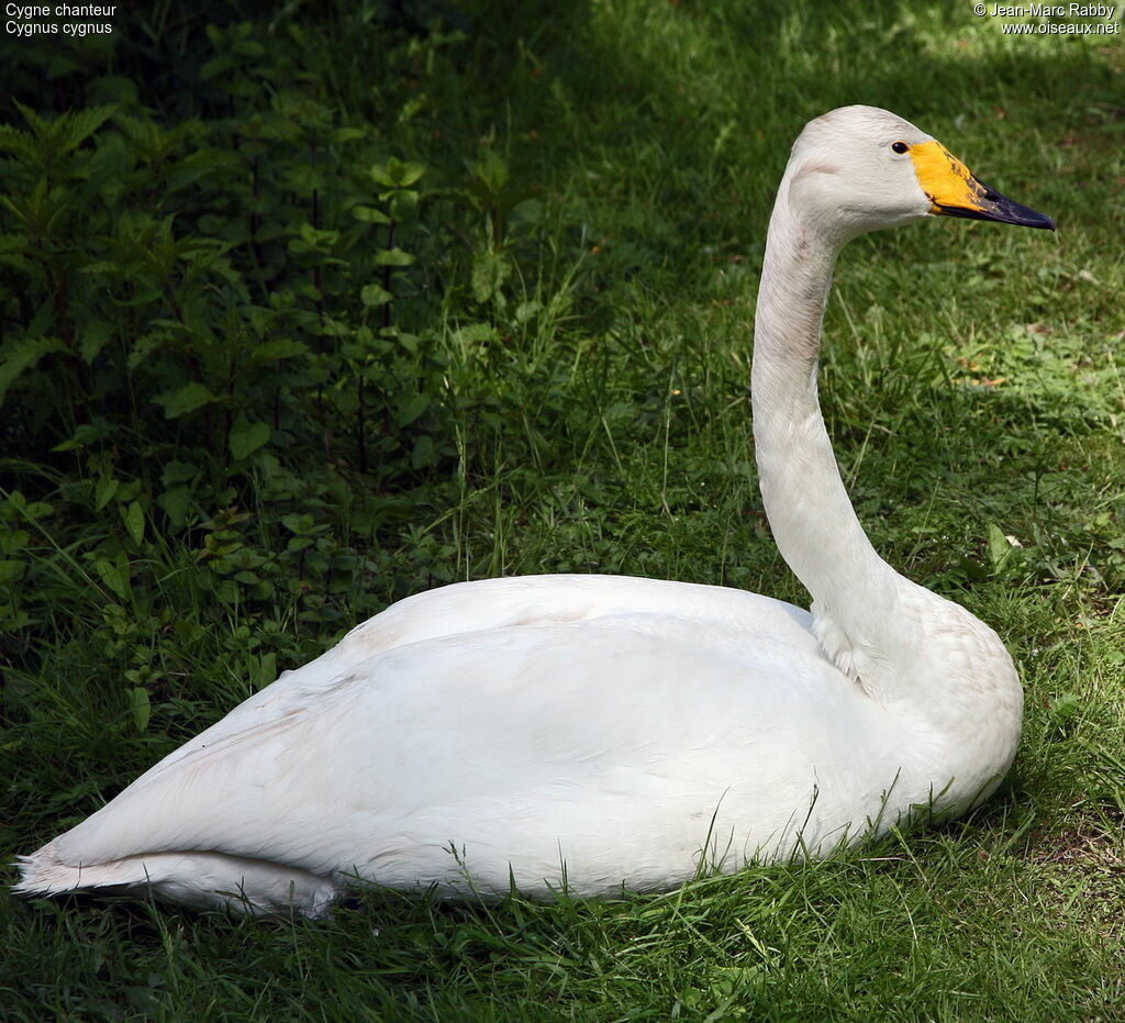 Whooper Swan, identification