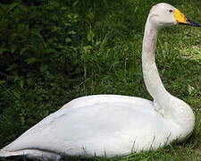 Whooper Swan