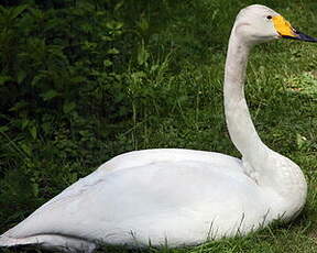 Cygne chanteur