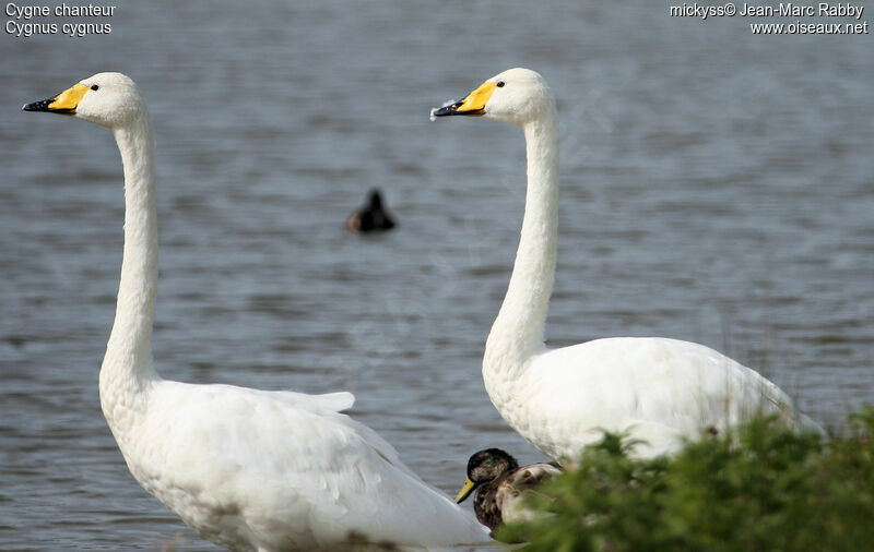 Whooper Swan, identification