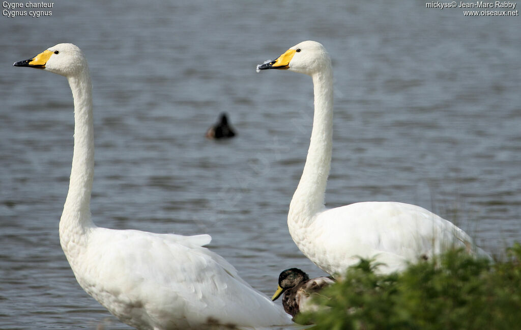 Cygne chanteur, identification