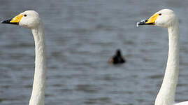 Cygne chanteur