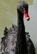 Black Swan