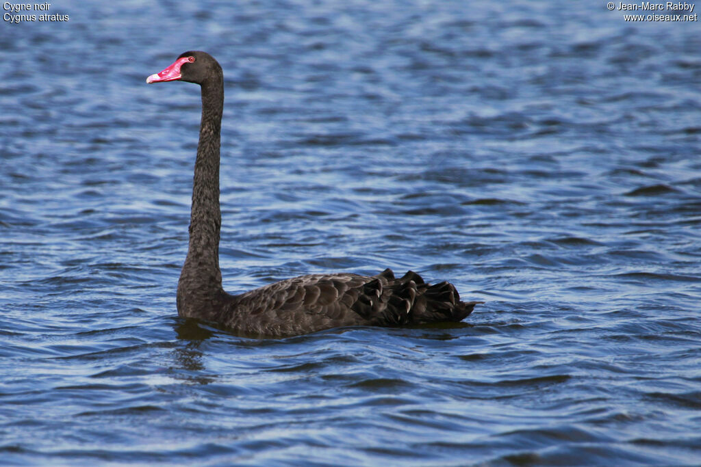 Cygne noir, identification