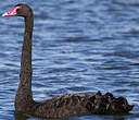 Cygne noir