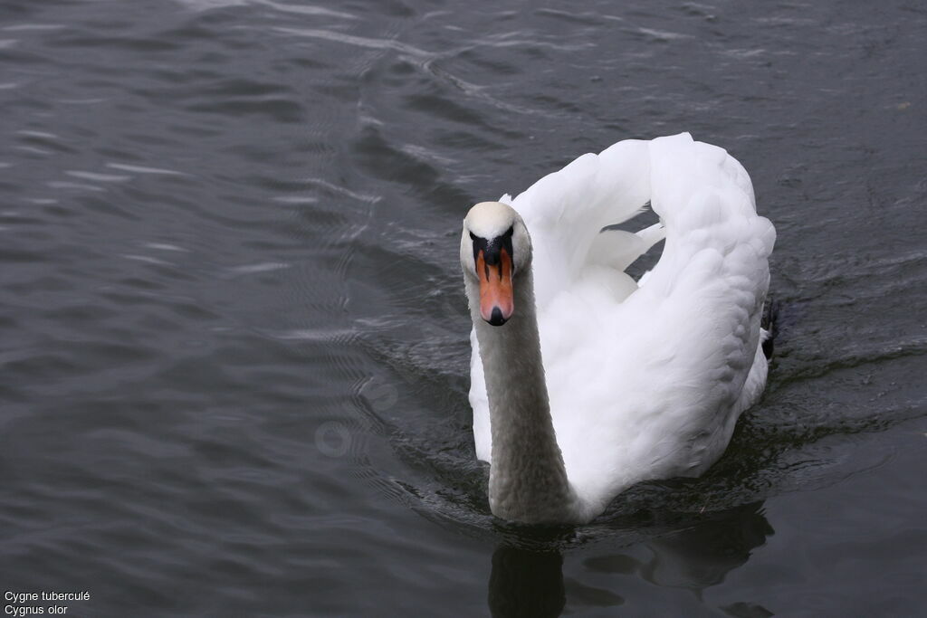 Cygne tuberculé mâle