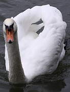 Cygne tuberculé